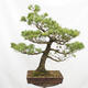 Outdoor bonsai - Pinus parviflora - Small-flowered pine - 4/5