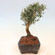 Indoor bonsai - Olea europaea sylvestris - European small-leaved olive oil - 4/5
