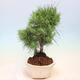 Indoor bonsai-Pinus halepensis-Aleppo pine - 4/4