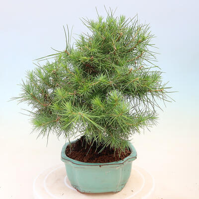 Indoor bonsai-Pinus halepensis-Aleppo pine - 4