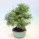 Indoor bonsai-Pinus halepensis-Aleppo pine - 4/4