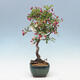 Outdoor bonsai -Malus Halliana - fruited apple - 4/5