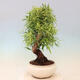 Indoor bonsai - Ficus nerifolia - small-leaved ficus - 4/4