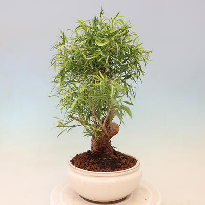 Indoor bonsai - Ficus nerifolia - small-leaved ficus - 4