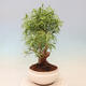 Indoor bonsai - Ficus nerifolia - small-leaved ficus - 4/4