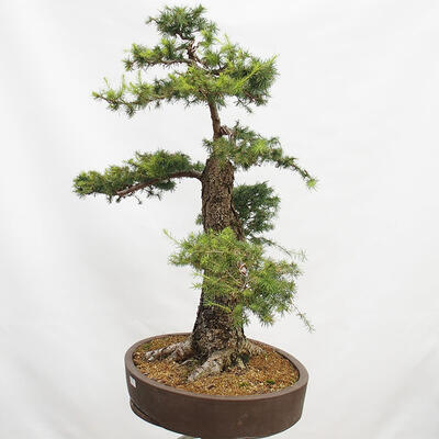 Outdoor bonsai Deciduous larch Larix decidua - 4