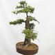 Outdoor bonsai Deciduous larch Larix decidua - 4/5