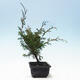 Outdoor bonsai - Juniperus chinensis Itoigawa-Chinese juniper - 4/4
