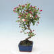 Outdoor bonsai -Malus Halliana - fruited apple - 4/5
