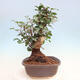 Room bonsai - Rohovnik obecny, svatojansky bread-Ceratonia sp. - 4/5