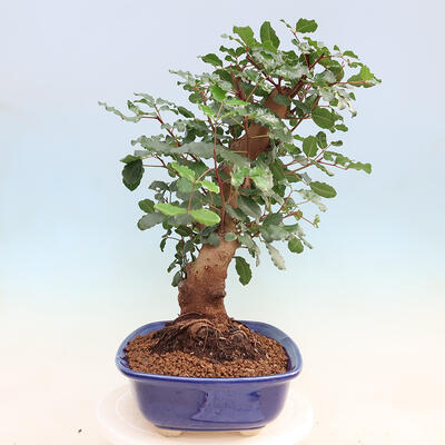 Room bonsai - Rohovnik obecny, svatojansky bread-Ceratonia sp. - 4