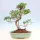 Indoor bonsai - Ficus kimmen - small-leaved ficus - 4/5