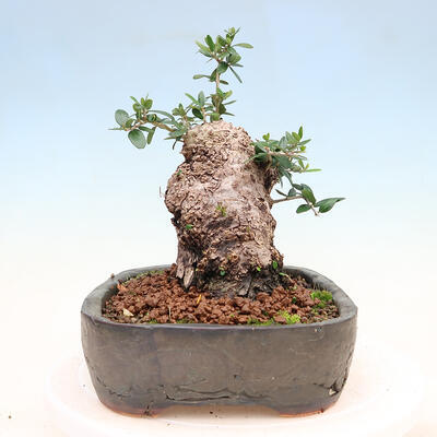 Indoor bonsai - Olea europaea sylvestris - Small-leaved European olive - 4