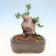 Indoor bonsai - Olea europaea sylvestris - Small-leaved European olive - 4/7