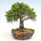 Outdoor bonsai - Juniperus chinensis Itoigawa-Chinese juniper - 4/6