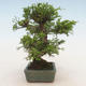 Outdoor bonsai - Juniperus chinensis Itoigawa-Chinese juniper - 4/5