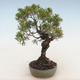 Outdoor bonsai - Juniperus chinensis - Chinese juniper - 4/5