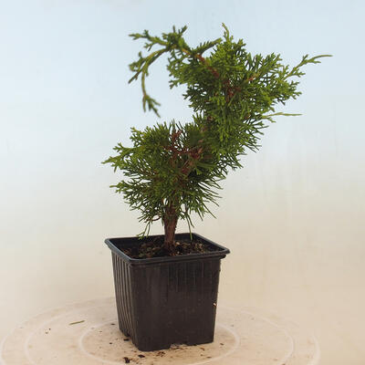Outdoor bonsai - Juniperus chinensis Itoigawa-Chinese juniper - 4