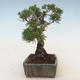 Outdoor bonsai - Juniperus chinensis - Chinese juniper - 4/5