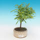 Room bonsai-PUNICA granatum nana-pomegranate - 4/4