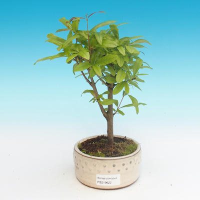 Room bonsai-PUNICA granatum nana-pomegranate - 4