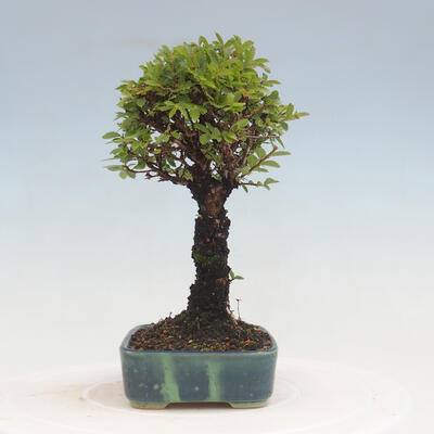 Outdoor bonsai - Zelkova - Zelkova NIRE - 4