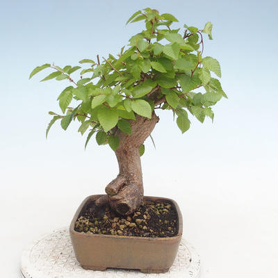 Outdoor bonsai -Carpinus CARPINOIDES - Korean Hornbeam - 4