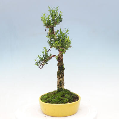 Room bonsai - Buxus harlandii - cork buxus - 4