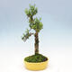 Room bonsai - Buxus harlandii - cork buxus - 4/6
