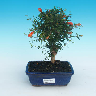 Room bonsai-PUNICA granatum nana-pomegranate - 4