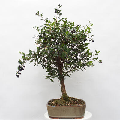 Indoor bonsai - Syzygium - Allspice - 4