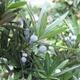 Indoor bonsai - Podocarpus - Stone yew - 3/4