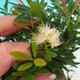Room bonsai Syzygium -Pimentovník PB217385 - 4/4