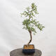 Outdoor bonsai - Hawthorn - Crataegus monogyna - 4/5