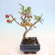 Outdoor bonsai -Malus Halliana - fruited apple - 4/7
