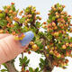 Outdoor bonsai - Berberis thunbergii Kobold - Dřištál Thunberg's - 4/4