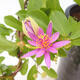 Indoor bonsai - Grewia occidentalis - Lavender star - 4/4