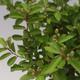 Room bonsai - Grewia occidentalis - Starfish Lavender - 4/4
