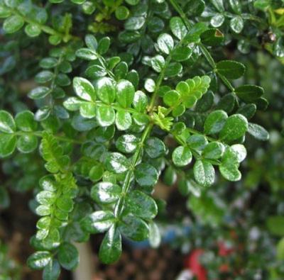 Indoor bonsai - Zantoxylum piperitum - Peppermint - 4