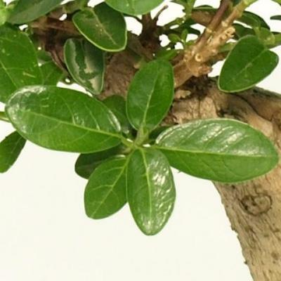 Indoor bonsai - PREMNA MICROPHYLLA - Kozlovoň malolistá - 4