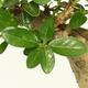Indoor bonsai - PREMNA MICROPHYLLA - Kozlovoň malolistá - 3/4