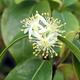 Room bonsai - Australian cherry - Eugenia uniflora - 4/4