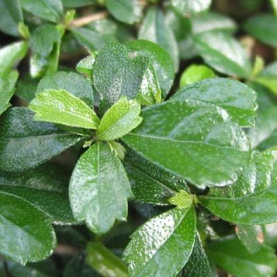 Indoor bonsai - Carmona macrophylla - Fuki tea - 4