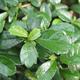 Indoor bonsai - Carmona macrophylla - Tea fuki - 3/5