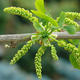 Outdoor bonsai - Ginkgo biloba - 3/4