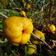 Outdoor bonsai - Chaenomeles with. Red Joy - Quince - 4/4