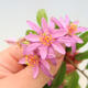 Indoor bonsai - Grewia occidentalis - Lavender star - 4/7