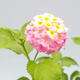 Room Bonsai - Australian Cherry - Eugenia uniflora - 4/4