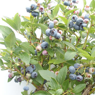 Outdoor bonsai - Canadian blueberry - Vaccinium corymbosum - 5