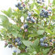 Outdoor bonsai - Canadian blueberry - Vaccinium corymbosum - 5/5